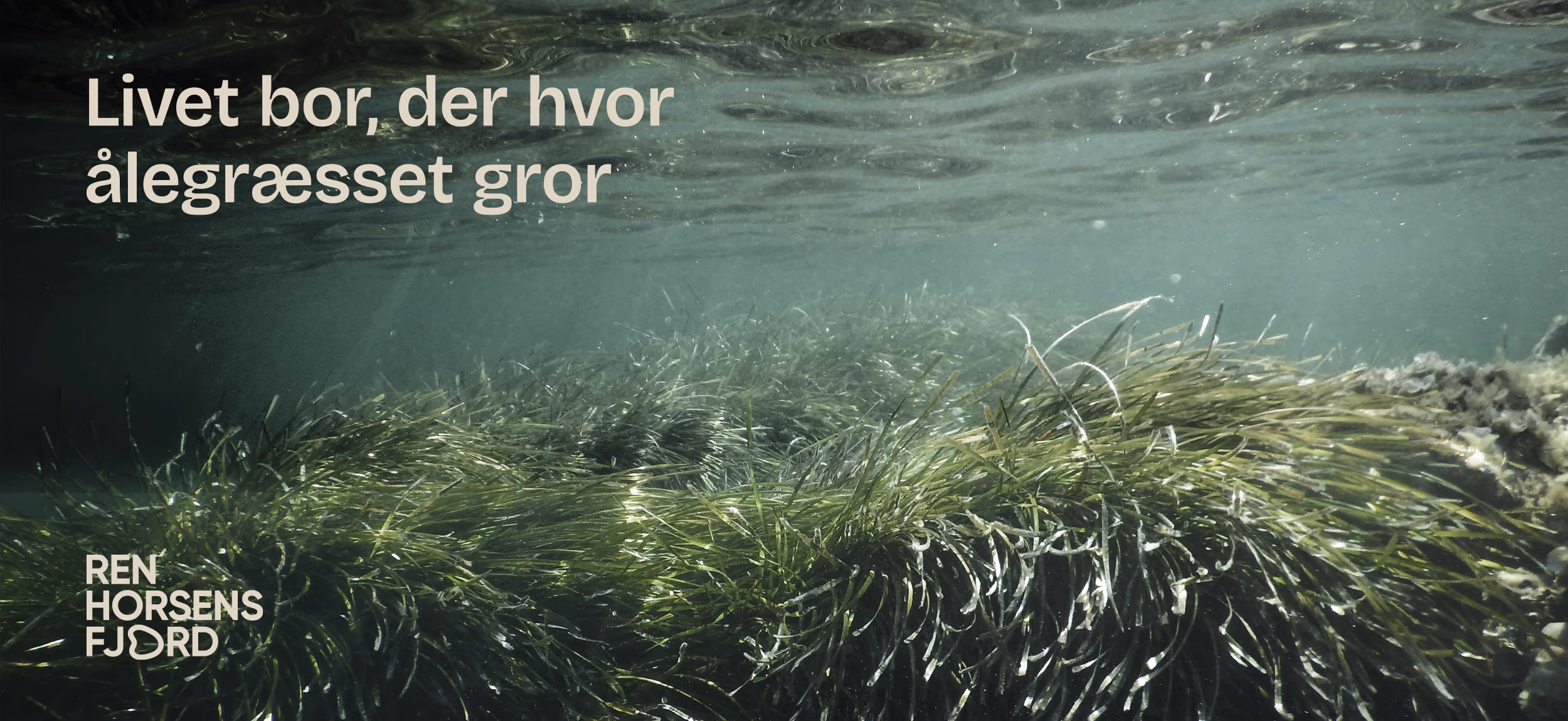 Upland-studio_ren_horsens_fjord_bannere_aalegraes Ålegræs-foto med logotil Ren Horsens Fjord kampagne